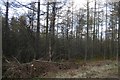 Larch wood, Blackhall Forest in AB31 6PS