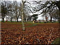 Fallen leaves in the park, Adwick le Street in DN6 7AL