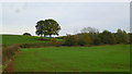 Oaks and drumlins, 1 in HR6 9PX