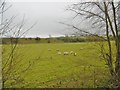 Winterborne Herringston, sheep grazing in DT2 8NP