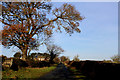 Country Lane approaching Storra Pasture in DL8 1PN