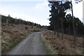 Road through Sluie Woods in AB31 4AX