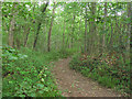 Path descending through Leigh Woods in BS8 3RA
