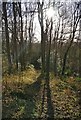Woodland near Jacob's Ladder in DY11 5RF