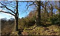 Trees on top of Ridgestone Rock in DY11 5RF
