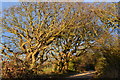 Trees on path beside Solent Breezes Holiday Village in SO31 9HF