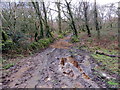 Trac mwdlyd / Muddy track in SA32 7DB