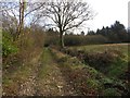 Bridleway at Champernhayes Marsh in DT6 6NW