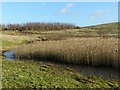 The upper lagoon, developed as a reed-bed in NG3 5XE