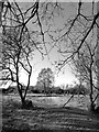 Headley Heath: trees by a frozen pond in KT18 6NR