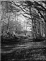Headley Heath: track through woodland, December in KT18 6NR