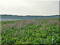 A weedy field of beet in CB21 4DZ