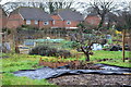 Allotments beside Hill Lane in SO21 1SP