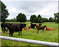 Cattle in a field, Penperlleni in NP4 8RE