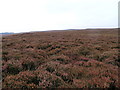 Heathery moor on High Round Hill in LS29 0HN
