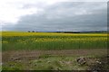 Oilseed rape, Dirleton in EH39 5LS