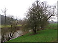 Trees on the side of the River Teme in WR6 5QL