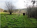 The path down from Bidwell Woodland Burial Site in TQ10 9JZ