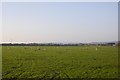 Pasture near Lympsham in BS24 0HA