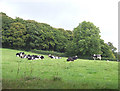 Cattle grazing north of Cellan in Ceredigion in SA48 8HX