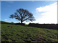 Tree on Mynydd Meiros in CF72 9NG