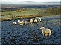 Sheep on the slopes of Winter Hill in winter in BB3 0LT