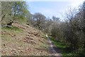 Singletrack, Sheppard's Combe in TA5 1SG