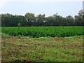 View north over farmland from Thornham Road in IP26 4RQ