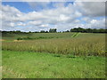 Bean field and Rabbit Copse in Beauworth