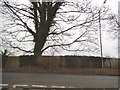 Large tree on Marlow Road, Well End in SL8 5PD