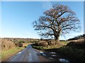 Isolated tree on Monarch's Way in TA14 6TD