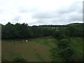 Hillside grazing near Coombe in PL26 7LP