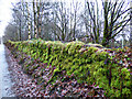 Mossy dyke at Baldernock Road in G62 8HN
