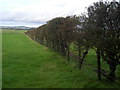 Hedge Near Upper Mains in DG12 5RL