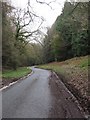 Road through Wraxall Woods in DT2 0HP