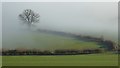 Hedgerow and tree in low cloud in HR8 2PB