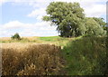 Footpath through field beside Dibdale Beck in DL6 1SP