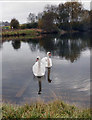 Swans on irrigation pond in WF8 4SS