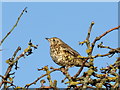 Mistle Thrush (Turdus viscivorus) in IV30 5PQ