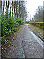 Woodland track at Craigmaddie Reservoir in G62 8LQ