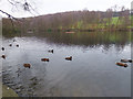 Ducks on Coppice Pond, St Ives Estate in BD16 1BE