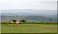 Pasture north of Tal-sarn in Ceredigion in SA48 8RX
