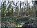 Puddletown, woodland in DT2 8GN