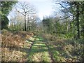 Ilsington, forestry track in DT2 8QS