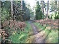 Puddletown Forest, bridleway in DT2 8QT