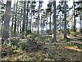 Puddletown Forest, conifers in DT2 8QT