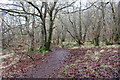 Woodland Path to Dundonald in KA2 9BS