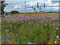 Flowers next to West View Road in Hartlepool in Headland & Harbour Ward