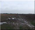 Muddy path across the fields in HU16 5HE
