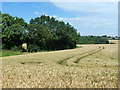 Wheat field north of A12 in CM2 8UB